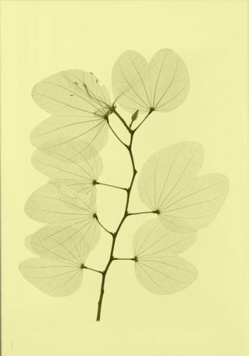 Fine Little Day "Orkidebauhinia" plakat 70x100 cm