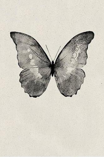 Plakat Black Butterfly
