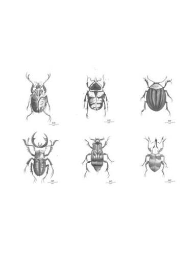 Day Poster Beetles, 6Pcs Sorted DAY Home White